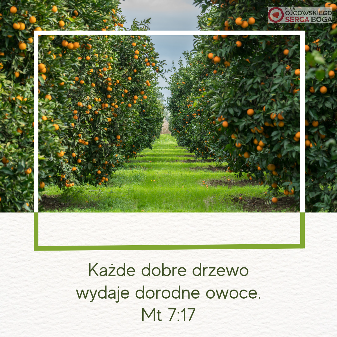 Zdrowe drzewo / 16 stycznia 2025